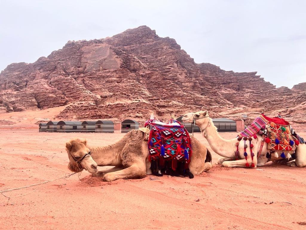 Wadi Rum Sky Tours & Camp Exteriör bild