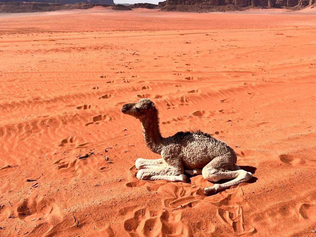Wadi Rum Sky Tours & Camp Exteriör bild
